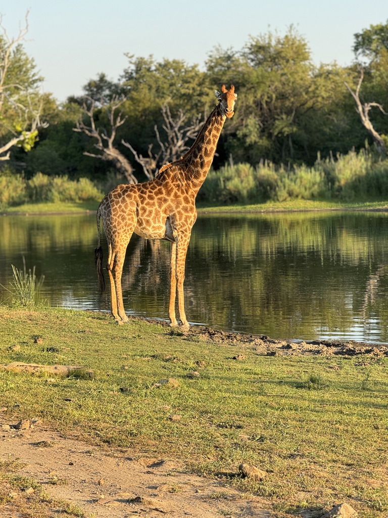 A giraffe in golden light beside a quiet watering hole